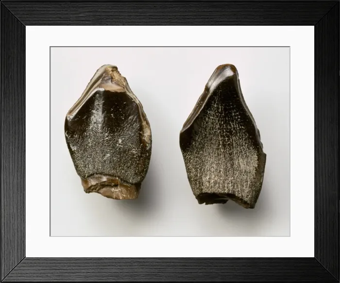 Framed Print : Pelorosaurus teeth Framed Print : Pelorosaurus teeth