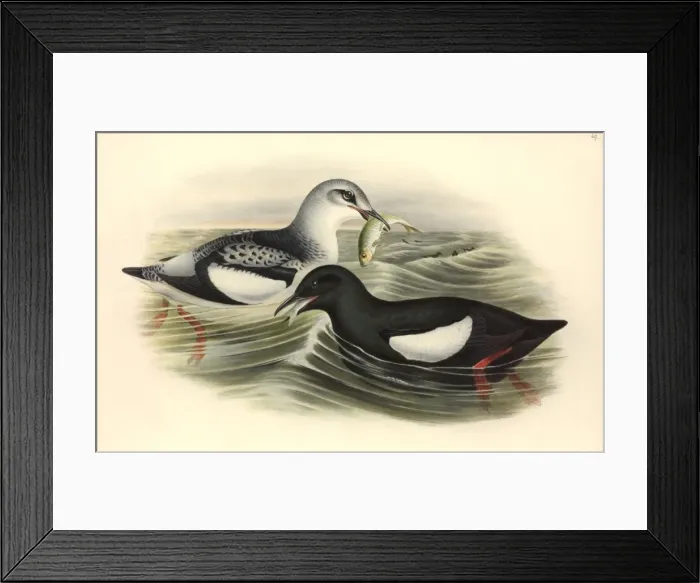 Framed Print : Cepphus grylle, black guillemot Framed Print : Cepphus grylle, black guillemot