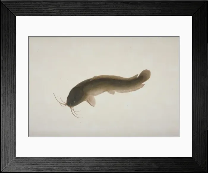 Framed Print : Plate 129 from the John Reeves Collection Framed Print : Plate 129 from the John Reeves Collection