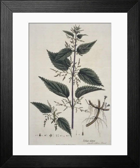 Framed Print : Urtica dioica, stinging nettle Framed Print : Urtica dioica, stinging nettle