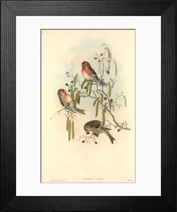 Framed Print : Carduelis flammea, common redpoll Framed Print : Carduelis flammea, common redpoll