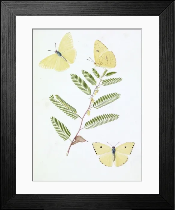 Framed Print : Papilio eubule, brimstone butterfly Framed Print : Papilio eubule, brimstone butterfly