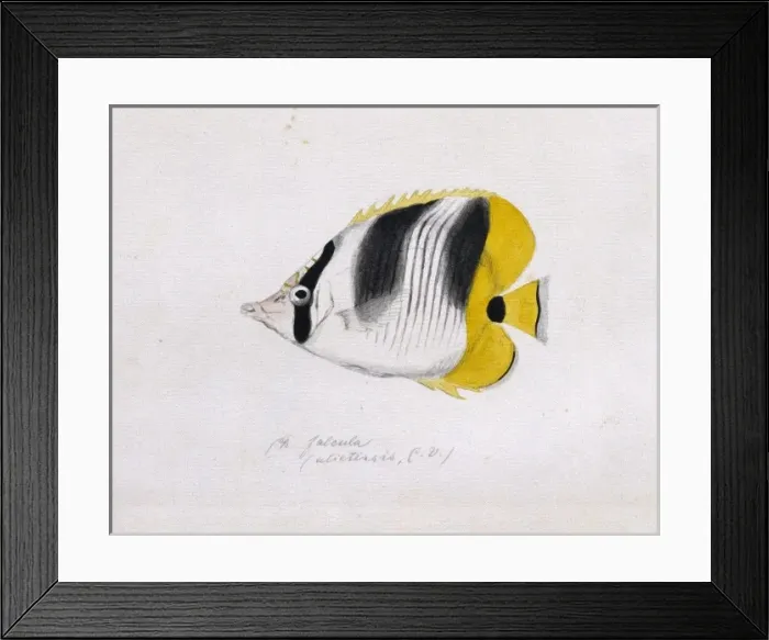 Framed Print : Chaetodon ulietensis, Pacific double-saddle butterflyfish Framed Print : Chaetodon ulietensis, Pacific double-saddle butterflyfish