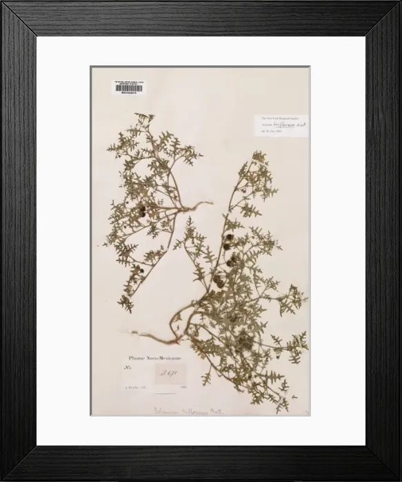 Framed Print : Solanum trifolum Framed Print : Solanum trifolum