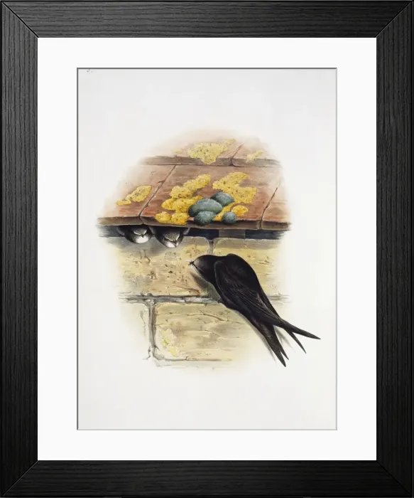 Framed Print : Apus apus, common swift Framed Print : Apus apus, common swift