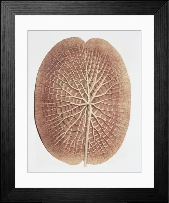 Framed Print : Nymphaea sp. water lily: underside of leaf Framed Print : Nymphaea sp. water lily: underside of leaf