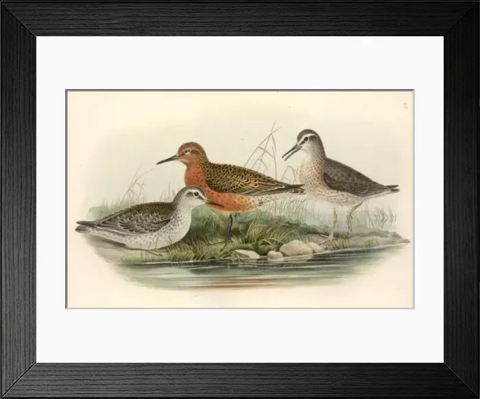 Framed Print : Calidris canutus, red knot Framed Print : Calidris canutus, red knot