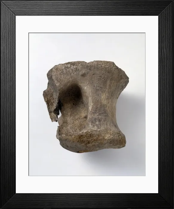 Framed Print : Bothriospondylus madagascariensis Framed Print : Bothriospondylus madagascariensis