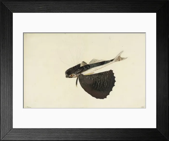 Framed Print : Dactylopterus volitans, flying gurnard Framed Print : Dactylopterus volitans, flying gurnard