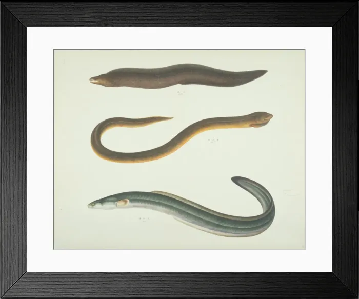 Framed Print : LS Plate 176 from the John Reeves Collection Framed Print : LS Plate 176 from the John Reeves Collection