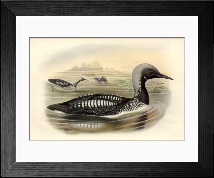 Framed Print : Gavia arctica, black-throated diver Framed Print : Gavia arctica, black-throated diver
