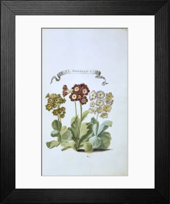 Framed Print : P. L. Souverain. S. primula Framed Print : P. L. Souverain. S. primula