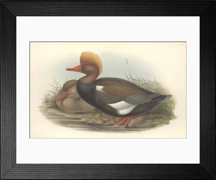 Framed Print : Netta rufina, red-crested pochard Framed Print : Netta rufina, red-crested pochard