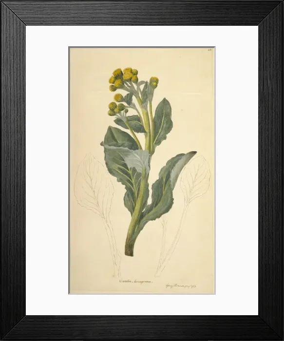 Framed Print : Senecio candidans, sea cabbage Framed Print : Senecio candidans, sea cabbage