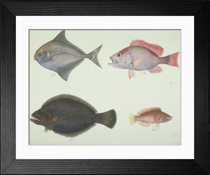 Framed Print : LS Plate 161 from the John Reeves Collection Framed Print : LS Plate 161 from the John Reeves Collection