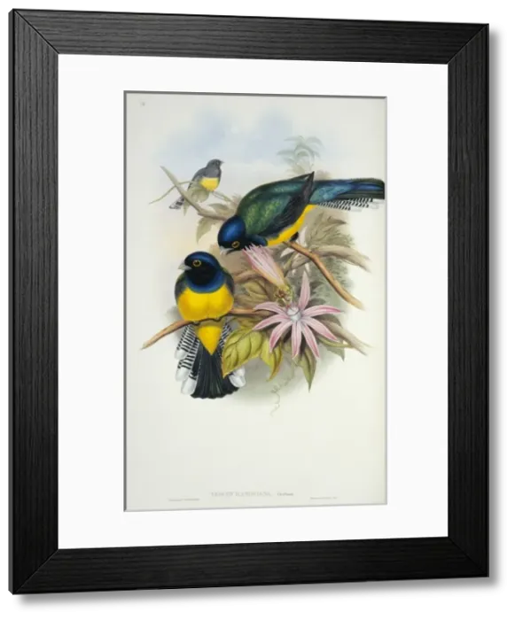 Framed Print : Trogon violaceus ramonianus, violaceous trogon Framed Print : Trogon violaceus ramonianus, violaceous trogon