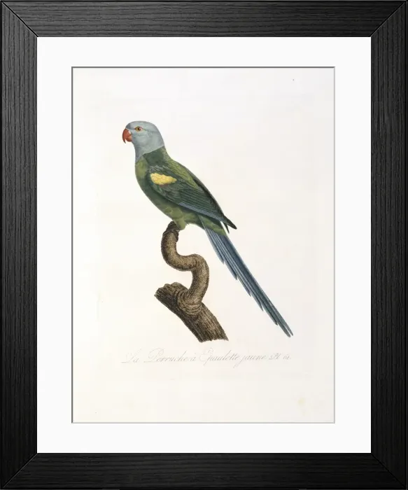 Framed Print : Amazona barbadensis, yellow-shouldered parrot Framed Print : Amazona barbadensis, yellow-shouldered parrot
