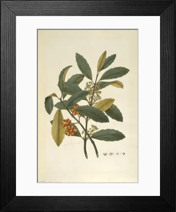 Framed Print : Hedycarya arborea, pigeonwood tree Framed Print : Hedycarya arborea, pigeonwood tree