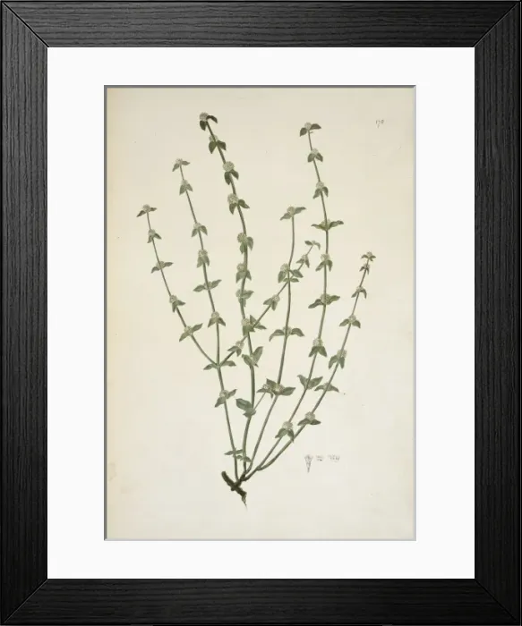 Framed Print : Borreria sp. weed Framed Print : Borreria sp. weed
