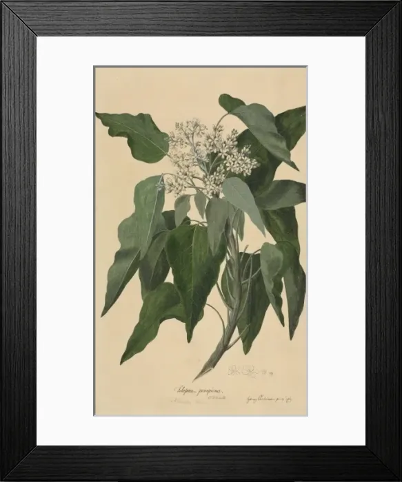 Framed Print : Aleurites moluccana, candlenut tree Framed Print : Aleurites moluccana, candlenut tree