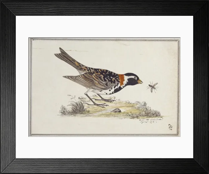 Framed Print : Calcarius lapponicus alascensis, Lapland longspur Framed Print : Calcarius lapponicus alascensis, Lapland longspur