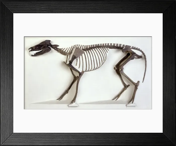 Framed Print : Hyracotherium skeleton Framed Print : Hyracotherium skeleton