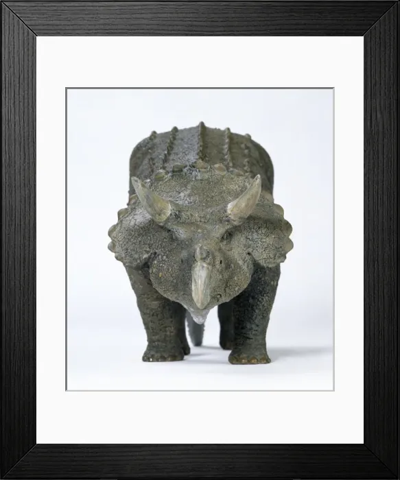 Framed Print : Triceratops Framed Print : Triceratops