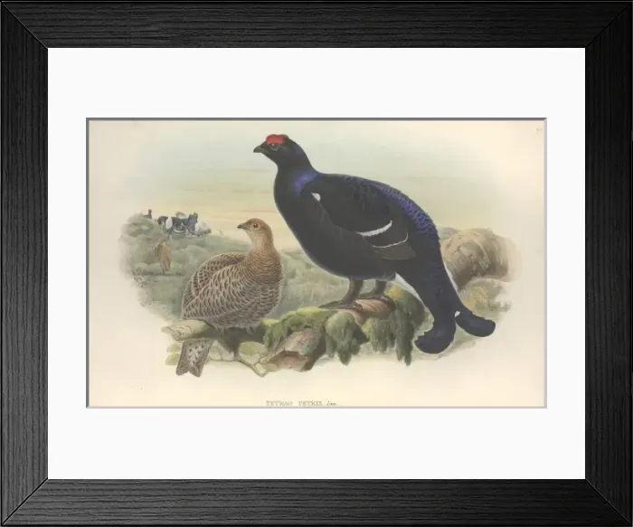 Framed Print : Lyrurus tetrix, Eurasian black grouse Framed Print : Lyrurus tetrix, Eurasian black grouse