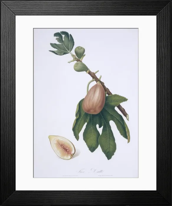 Framed Print : Ficus carica, fig Framed Print : Ficus carica, fig
