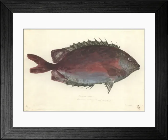 Framed Print : Siganus punctatus, goldspotted spinefoot Framed Print : Siganus punctatus, goldspotted spinefoot