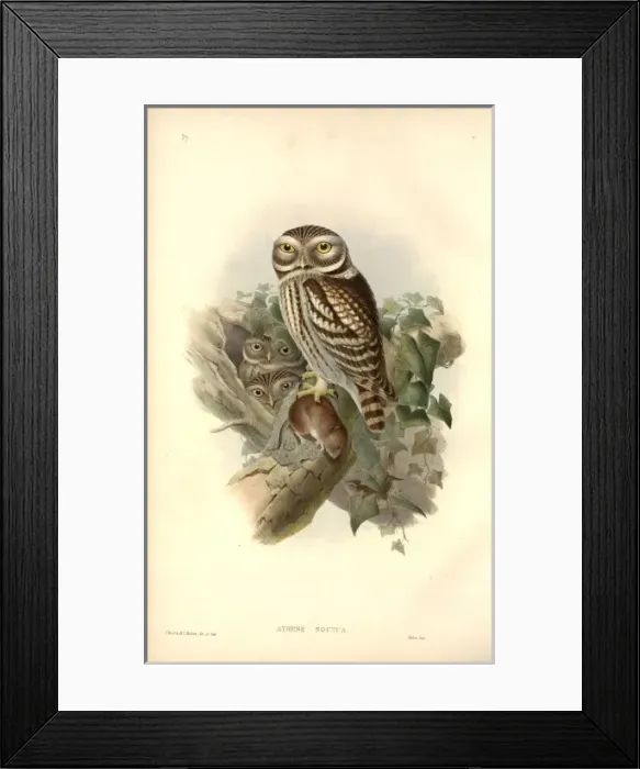 Framed Print : Athene noctua, little owl Framed Print : Athene noctua, little owl