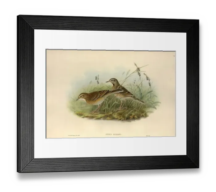 Framed Print : Anthus richardii, Richards pipit Framed Print : Anthus richardii, Richards pipit