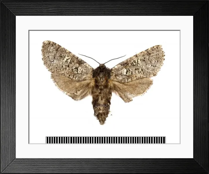 Framed Print : Chilecomadia valdiviana Framed Print : Chilecomadia valdiviana