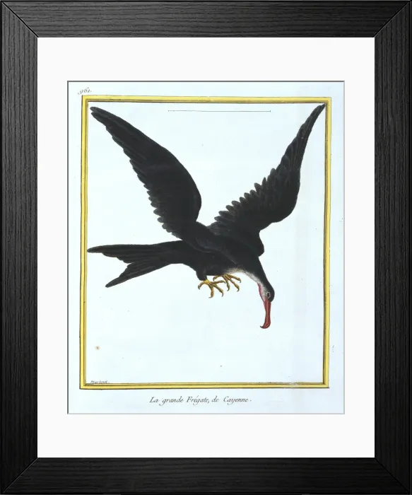 Framed Print : Fregata minor, great frigatebird Framed Print : Fregata minor, great frigatebird