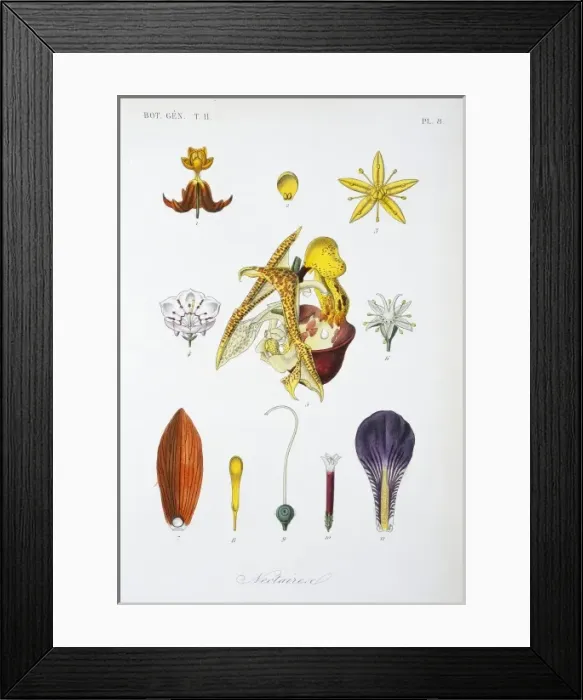 Framed Print : Nectaries from various flowers Framed Print : Nectaries from various flowers