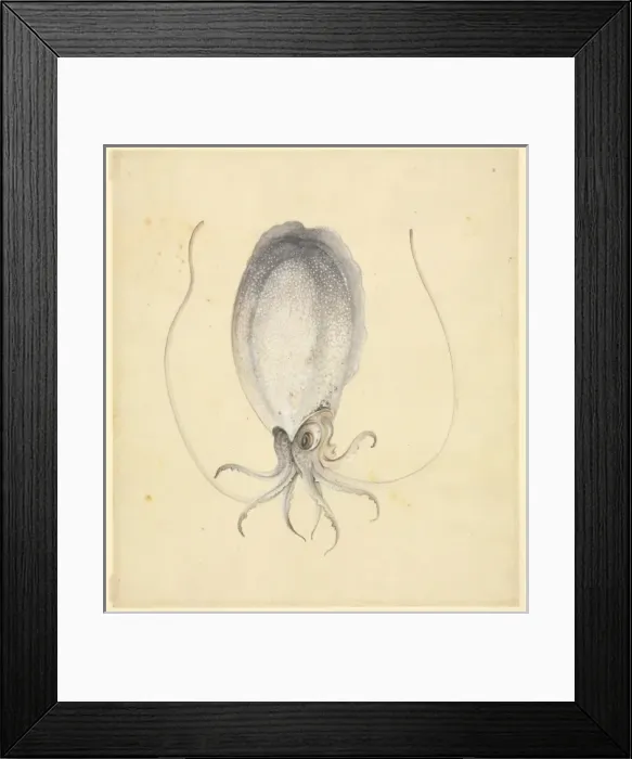 Framed Print : Plate 76 from the John Reeves Collection Framed Print : Plate 76 from the John Reeves Collection