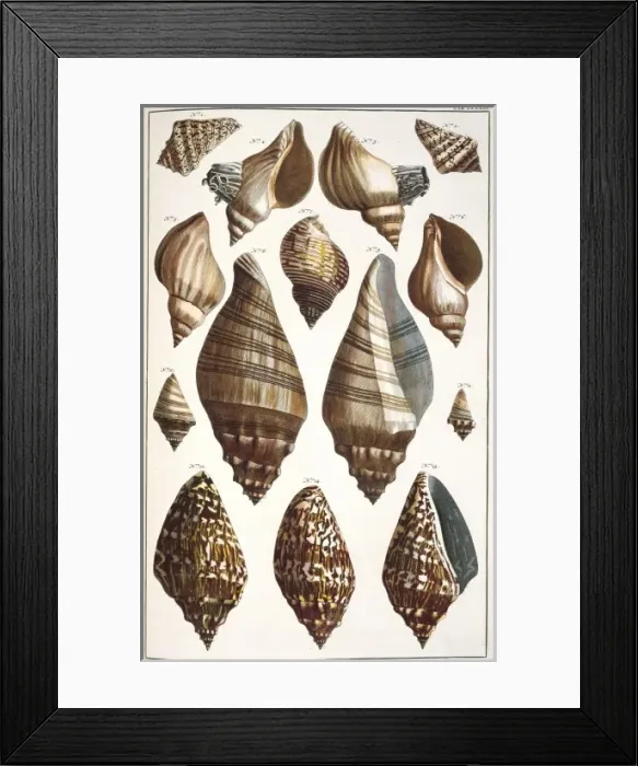 Framed Print : Collection of shells Framed Print : Collection of shells