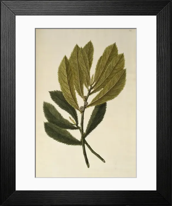 Framed Print : Elatostema rugosum, parataniwha Framed Print : Elatostema rugosum, parataniwha