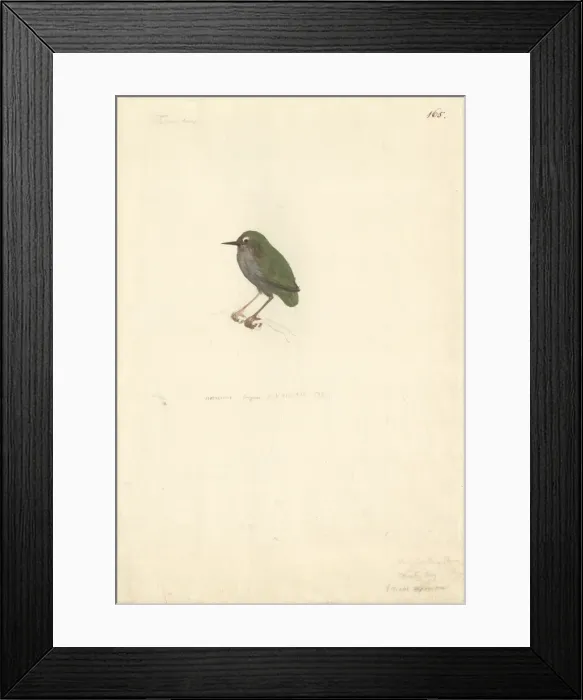 Framed Print : Artamus leucorhynchus, white-breasted woodswallow Framed Print : Artamus leucorhynchus, white-breasted woodswallow