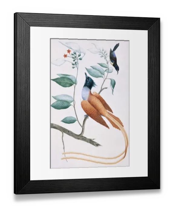 Framed Print : Terpsiphone bourbonnensis, Leptocoma zeylonica Framed Print : Terpsiphone bourbonnensis, Leptocoma zeylonica