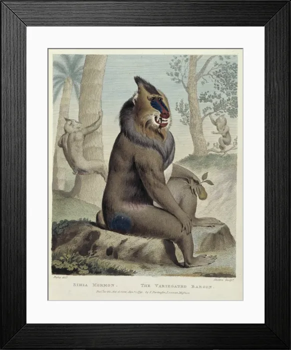 Framed Print : Mandrillus sphinx, mandrill Framed Print : Mandrillus sphinx, mandrill