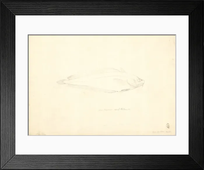 Framed Print : Pentanemus quinquarius, royal threadfin Framed Print : Pentanemus quinquarius, royal threadfin