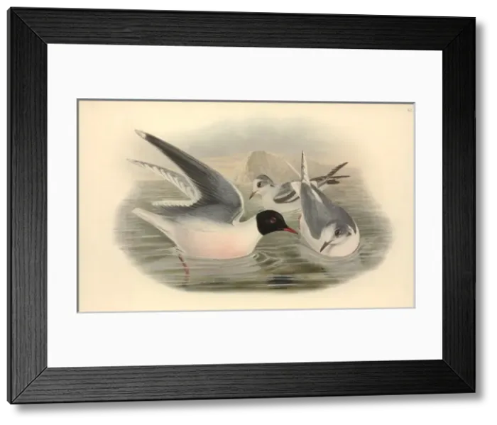 Framed Print : Larus minutus, little gull Framed Print : Larus minutus, little gull