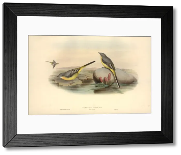 Framed Print : Motacilla cinerea, grey wagtail Framed Print : Motacilla cinerea, grey wagtail