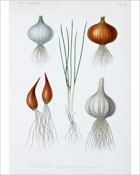 Food plant bulbs