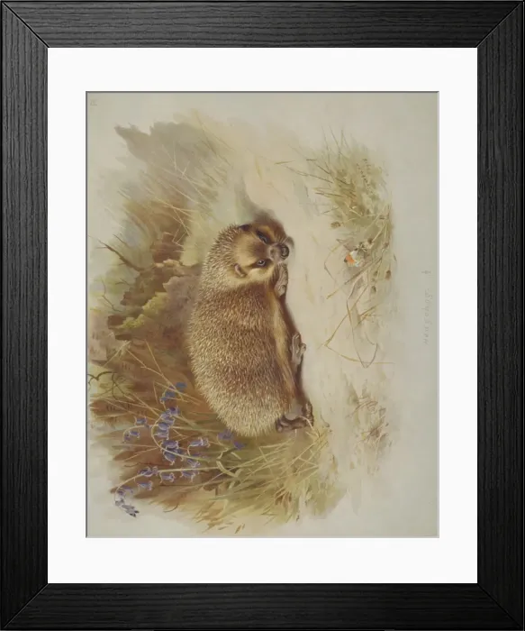 Framed Print : Erinaceus europaeus, western European hedgehog Framed Print : Erinaceus europaeus, western European hedgehog