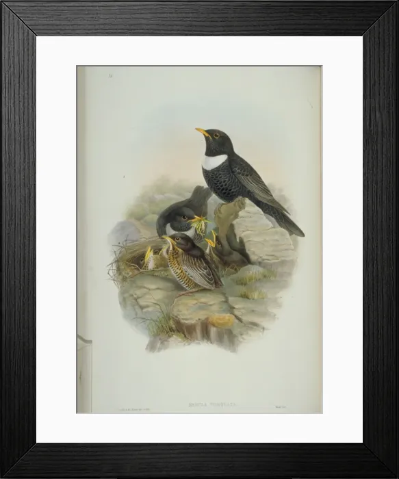 Framed Print : Turdus torquatus, ring-ouzel Framed Print : Turdus torquatus, ring-ouzel