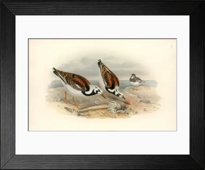 Framed Print : Arenaria interpres, ruddy turnstone Framed Print : Arenaria interpres, ruddy turnstone