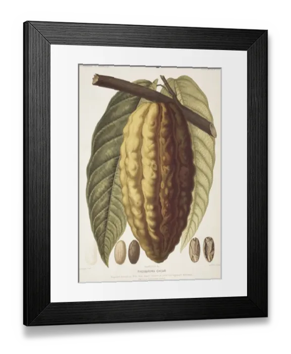 Framed Print : Theobroma cacao, cocoa Framed Print : Theobroma cacao, cocoa
