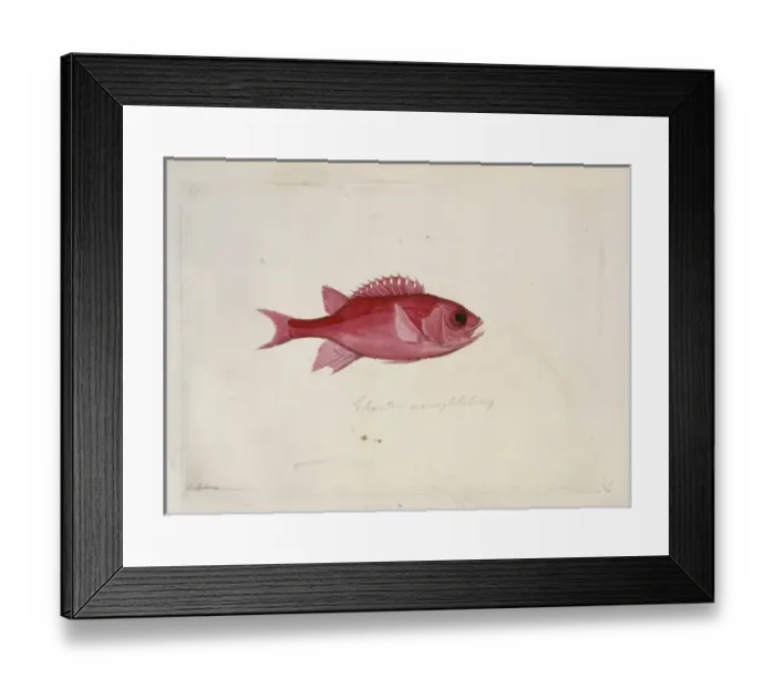 Framed Print : Sargocentron tiere, blue lined squirrelfish Framed Print : Sargocentron tiere, blue lined squirrelfish